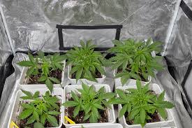 Discovering the Best Options for Marijuana Seeds Maryland Discovering the Best Options for Marijuana Seeds Maryland