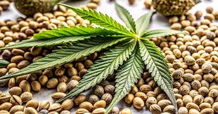 Discovering the Best Options for Marijuana Seeds Maryland Discovering the Best Options for Marijuana Seeds Maryland